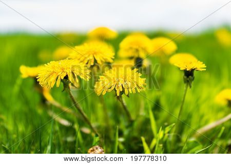 Group Of Yellow Dandelion Flowers In Green Grass In Quebec, Canada Charlevoix Region Macro Closeup