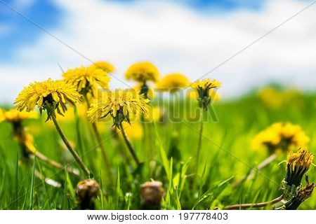Group Of Yellow Dandelion Flowers In Green Grass In Quebec, Canada Charlevoix Region With Blue Sky