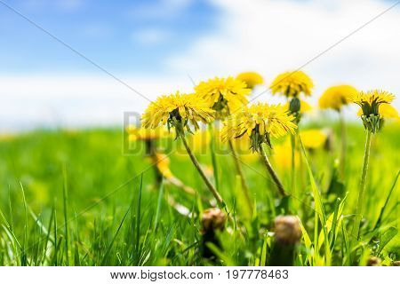 Group Of Yellow Dandelion Flowers In Green Grass In Quebec, Canada Charlevoix Region With Blue Sky