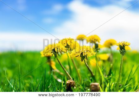 Group Of Yellow Dandelion Flowers In Green Grass In Quebec, Canada Charlevoix Region With Blue Sky