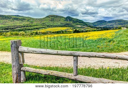 Field Hills Of Yellow Dandelion Flowers In Green Grass In Quebec, Canada Charlevoix Region With Wood