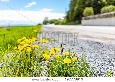 Group Of Yellow Dandelion Flowers By Side Of The Road In Quebec, Canada Charlevoix Region In Saint-i