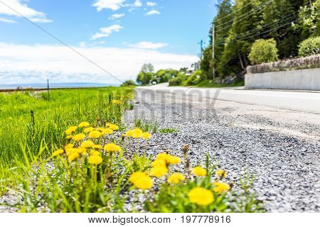 Group Of Yellow Dandelion Flowers By Side Of The Road In Quebec, Canada Charlevoix Region In Saint-i