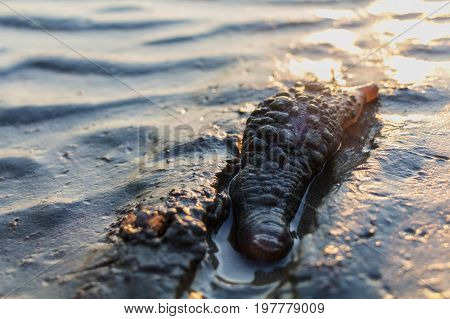 an echinoderm that has a thick, wormlike body with tentacles around the mouth. They typically have rows of tube feet along the body and breathe by means of a respiratory tree