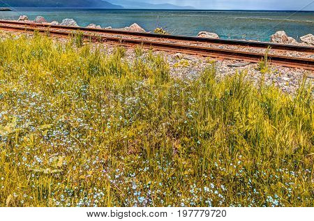 Many blue forget-me-not flowers in green grass field by railroad and river