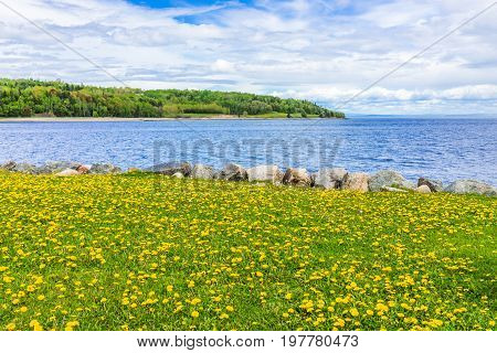 Field of yellow dandelion flowers by Saint Lawrence river in La Malbaie Quebec Canada in Charlevoix region