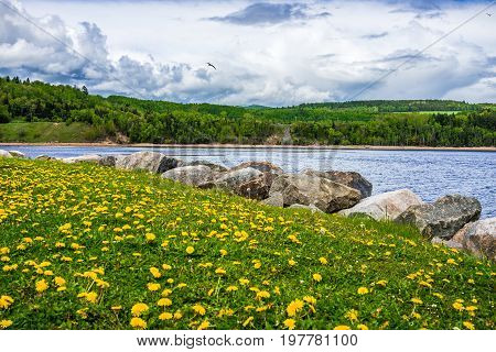 Field Of Yellow Dandelion Flowers By Saint Lawrence River In La Malbaie, Quebec, Canada In Charlevoi
