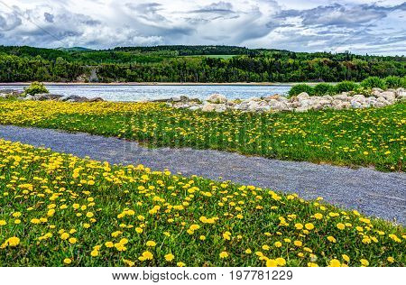 Field Of Yellow Dandelion Flowers By Saint Lawrence River In La Malbaie, Quebec, Canada In Charlevoi