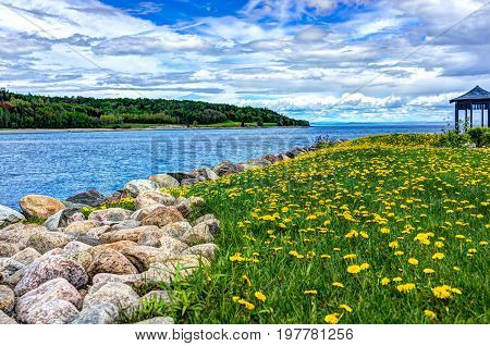 Field Of Yellow Dandelion Flowers By Saint Lawrence River In La Malbaie, Quebec, Canada In Charlevoi