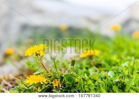 Group Of Yellow Dandelion Flowers In Green Grass In Quebec, Canada Charlevoix Region Macro Closeup
