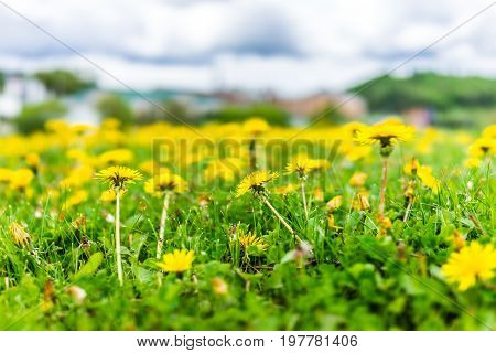 Group Of Yellow Dandelion Flowers In Green Grass In Quebec, Canada Charlevoix Region Macro Closeup