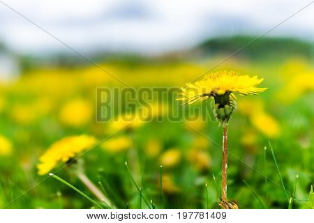 Group Of Yellow Dandelion Flowers In Green Grass In Quebec, Canada Charlevoix Region Macro Closeup