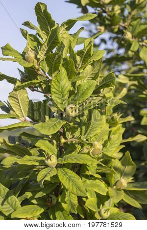 Tree With Green Medlars