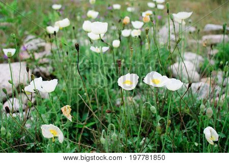 The group of white poppies in stones