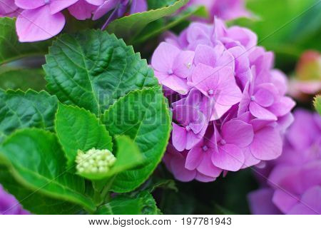 Purple hydrangea and green leaf close up