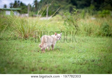 a small domesticated carnivorous mammal with soft fur, a short snout, and retractile claws. It is widely kept as a pet or for catching mice, and many breeds have been developed