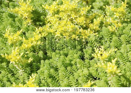 Ground-cover plant. Sedum caucasicum. Sedum caucasicum. Green