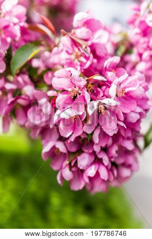 Macro Closeup Of Vibrant Pink Cherry Blossoms