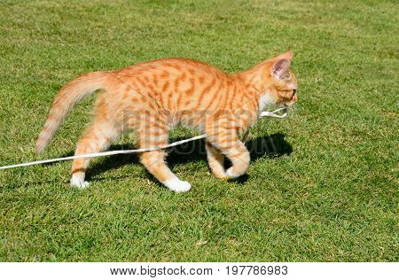 Twelve week old ginger kitten playing with a string in the garden UK.