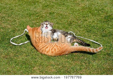 Nine week old grey tabby and twelve week old ginger kittens playing in the garden UK.