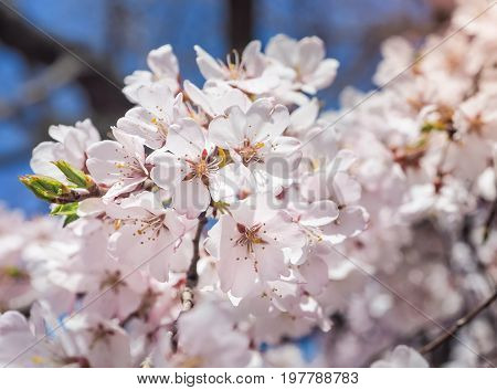 Beautiful Sakura full blooming at the season, Kyoto, Japan