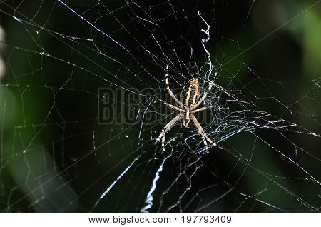 Big green spider on the web . Spider in his web wait for a prey