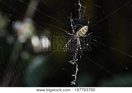 Big green spider on the web . Spider in his web wait for a prey
