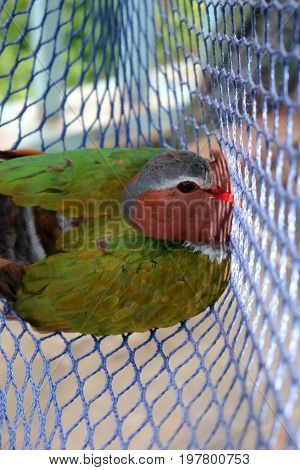 The birds trapped in the nets Common Emerald Dove Rain forest animals in Thailand.