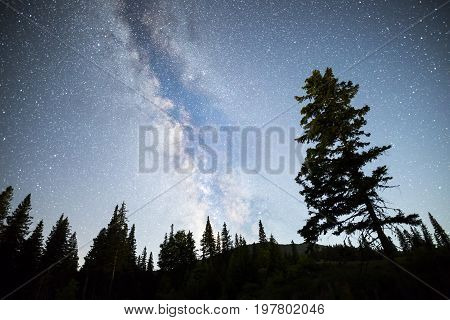 Pine Trees Silhouette Milky Way Night Sky