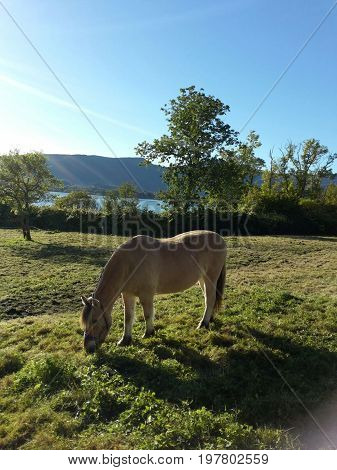 Beautiful horse in his meadow in a sunne day