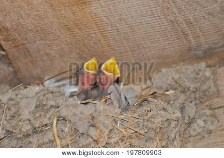Baby swallows in nest asking for food. Newborn swallows in nest
