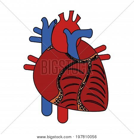 human heart icon image vector illustration design