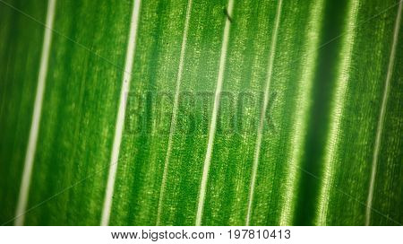 Green Flower Foliage, Macro Photoghaphy