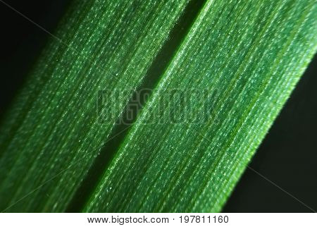 Green Flower Foliage, Macro Photoghaphy