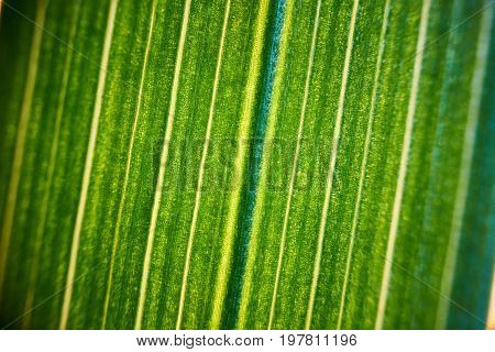 Green Flower Foliage, Macro Photoghaphy