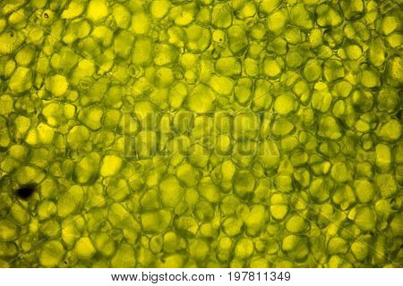 Leaf Cells Under Microscope. Micrograph, Leaf Under A Microscope, Organ-producing Oxygen And Carbon