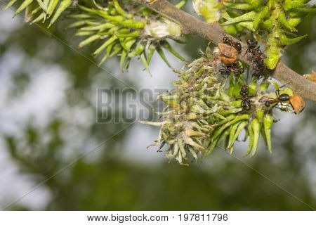 Collective work of ants on a branch with green leaves