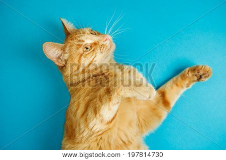 Cat standing on two paws with estonished smart look on blue background. Fluffy domestic animal isolated on blue background. Cute red feline
