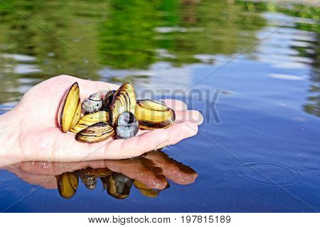 Hand holding fresh mussels, shallow focus. River background whater with reflections