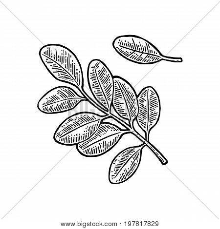 Acacia leaf. Vector vintage engraved illustration. Isolated on white background