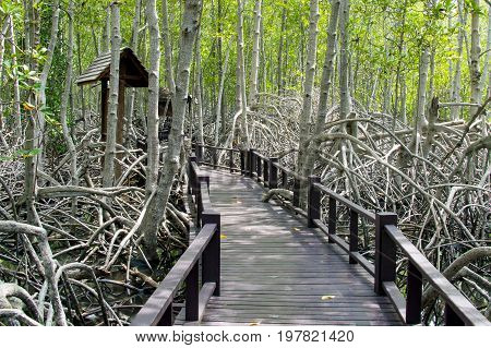 The Wooden Bridge Walkway In Mangrove Forest At Pranburi Forest National Park, Prachuap Khiri Khan,