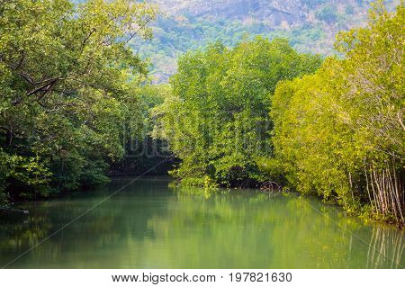Mangrove Forest At Pranburi Forest National Park, Prachuap Khiri Khan, Thailand