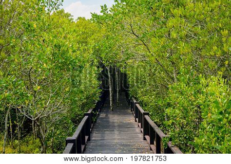 The Wooden Bridge Walkway In Mangrove Forest At Pranburi Forest National Park, Prachuap Khiri Khan,