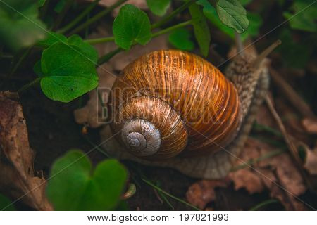 Snail Shell Horns Nature Sunny day Macro
