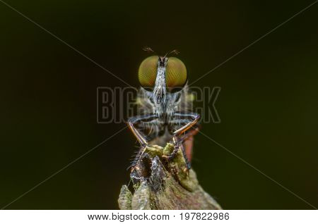Macro shot of a robber fly on the branch tree.The robber flies are an abundant and diverse family (Asilidae) known for their predatory behavior.