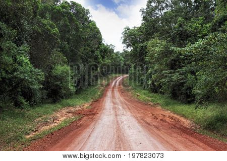 road in the tropical rainforest in Australia