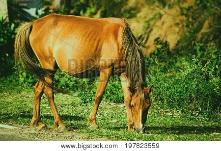 Brown dusky horse grazing along the lush grass fields of country side around sunset.