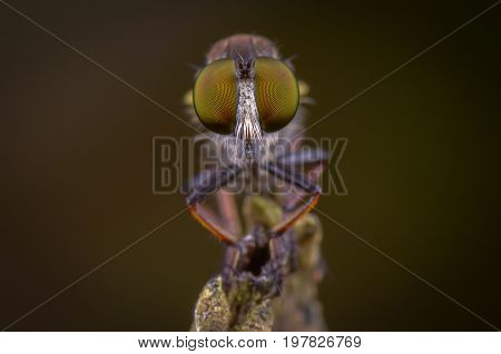 Macro shot of a robber fly on the branch tree.The robber flies are an abundant and diverse family (Asilidae) known for their predatory behavior.