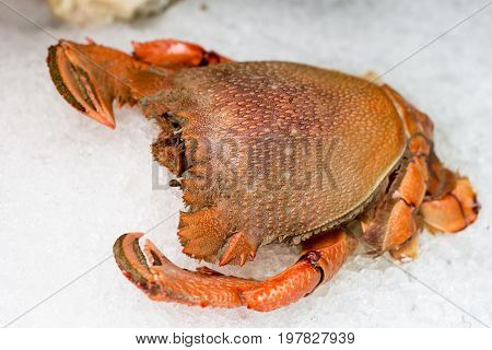 Crab chilled seafood on ice closeup view selective focus