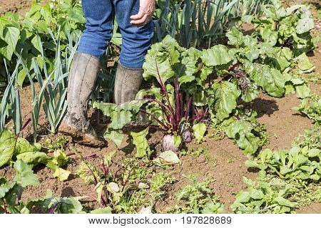Walking barefoot on a path in the vegetable garden. France
